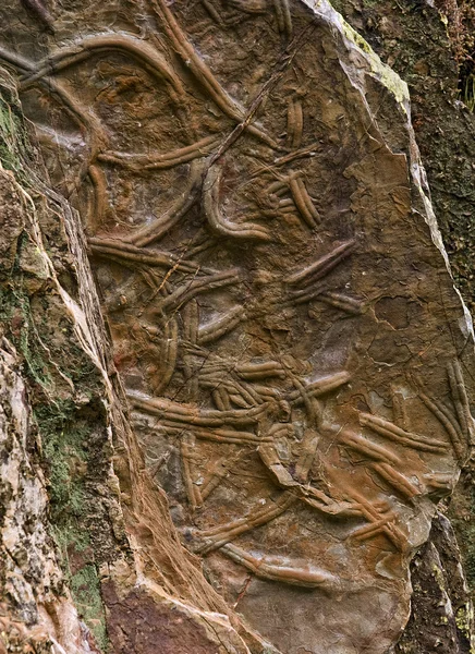 stock image Fossils of Penha Garcia
