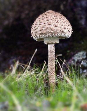 Macrolepiota