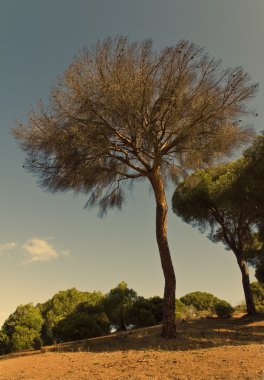 Leafless pine