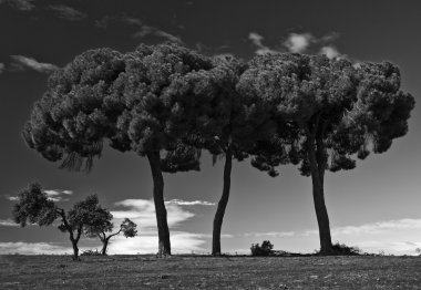 Three pine trees. White and black