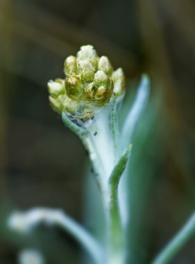 Stem of the plant illuminated by natural light