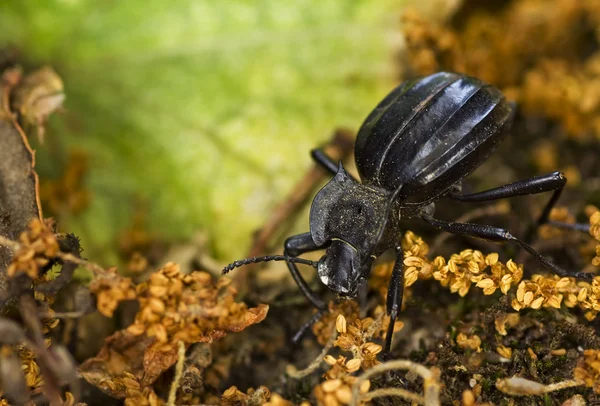 stock image Black beetle