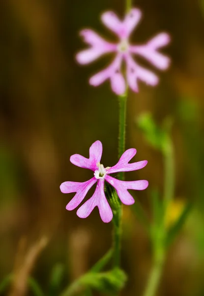 A beleza das flores comuns — Fotografia de Stock