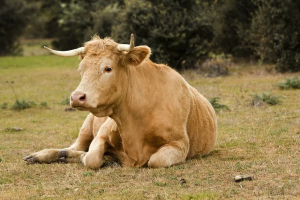 Αγελάδα στο βοσκότοπο — Φωτογραφία Αρχείου