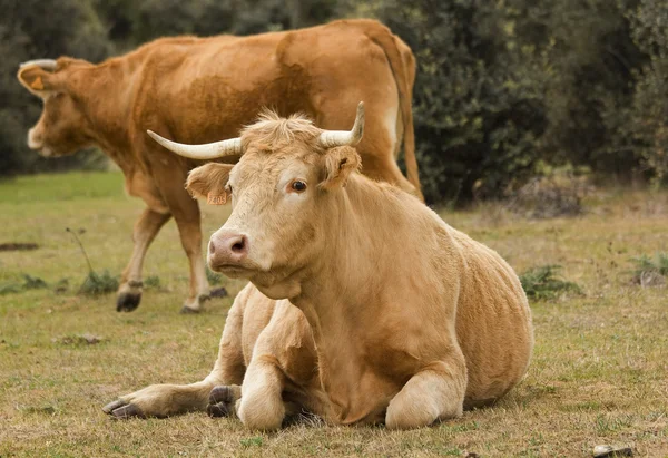 Cows in the pasture — Stock Photo, Image