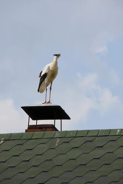 Cigüeña de pie en un techo — Foto de Stock