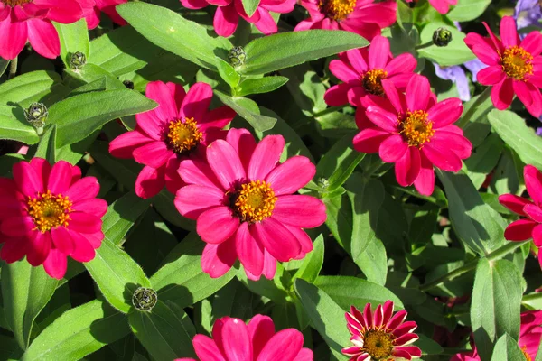 stock image Red zinnias