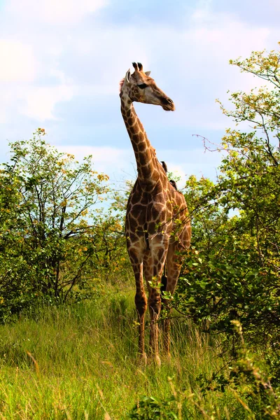 Giraf Stockfoto