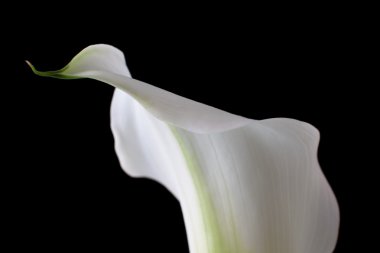 White calla clipart