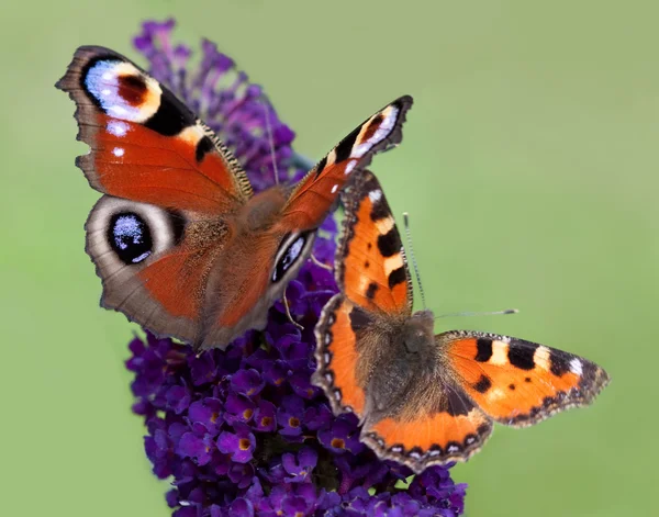 stock image Two butterflies