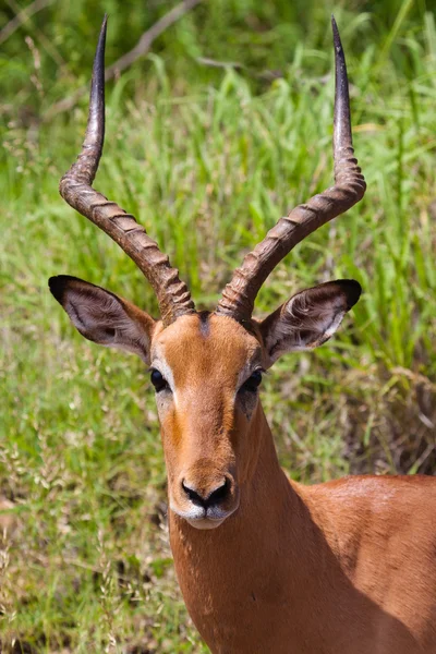 Impala-Männchen — Stockfoto