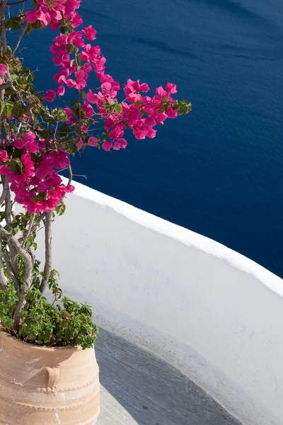 stock image Red plant