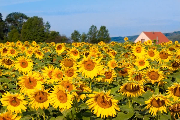 Sonnenblumenfeld lizenzfreie Stockfotos