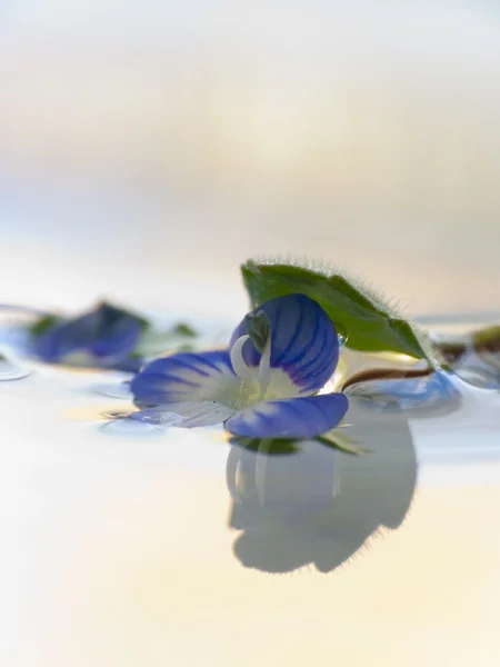 Квіти відображення на воді — стокове фото