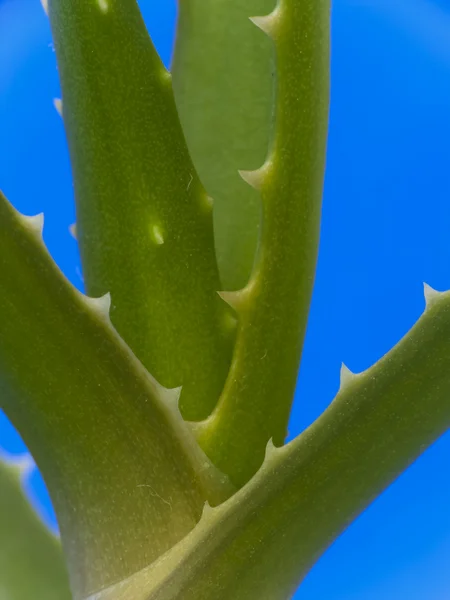 stock image Aloe vera