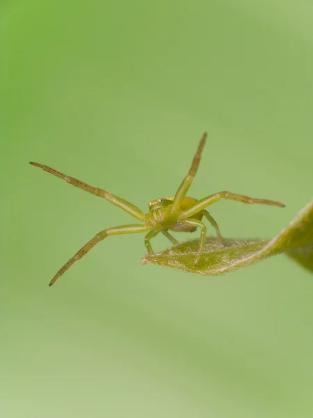 Araña-Misumenops tricuspidatus —  Fotos de Stock