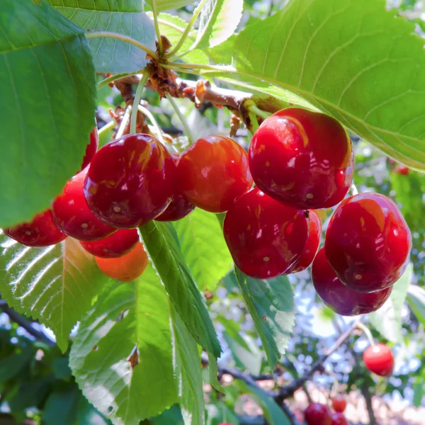 stock image Sweet cherry,bathed in sunshine