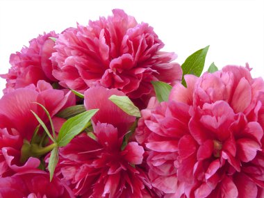 Bunch of peony flowers clipart