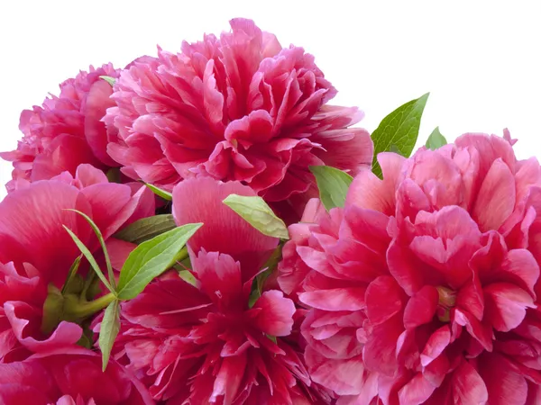 Куча пионских цветов — стоковое фото