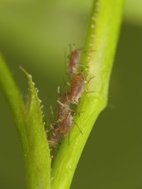 Aphids on the plant clipart