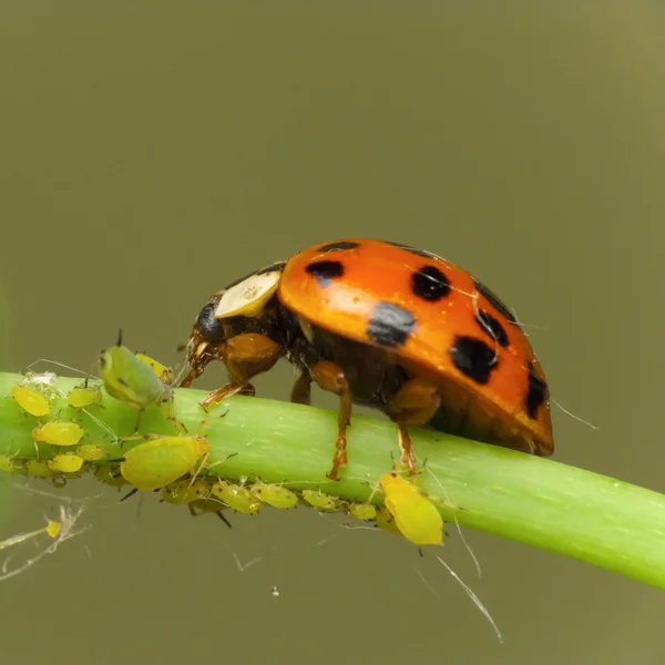 Afidi attacco coccinella — Foto Stock