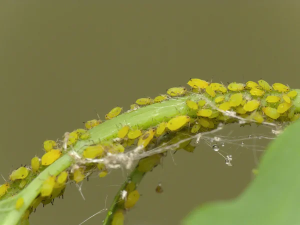 stock image Aphids