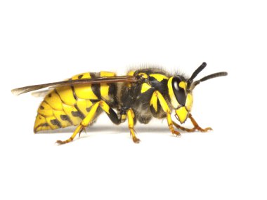 Wasp isolated on white clipart