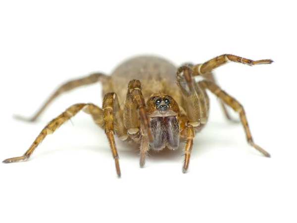 Spider isolated on white — Stock Photo, Image