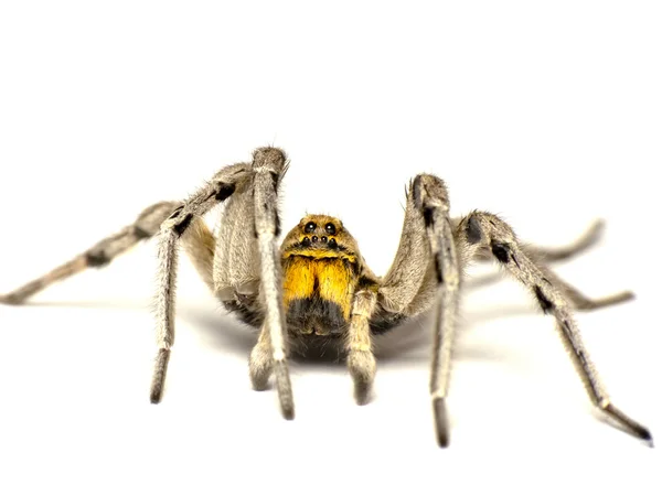 Grande araignée — Photo
