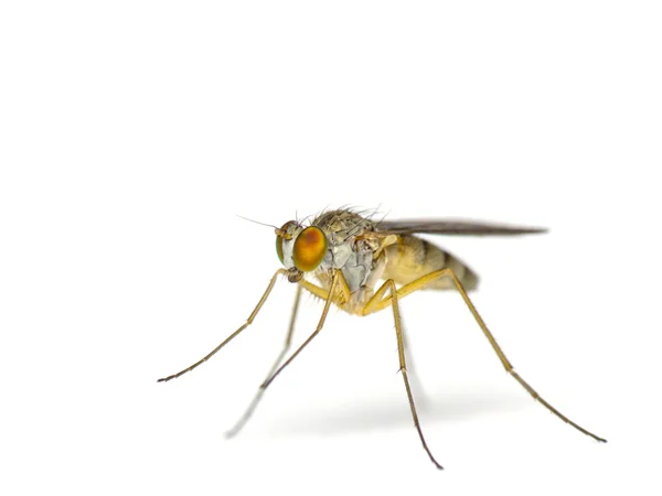 Μύγες-απομονωθεί σε λευκό — Φωτογραφία Αρχείου