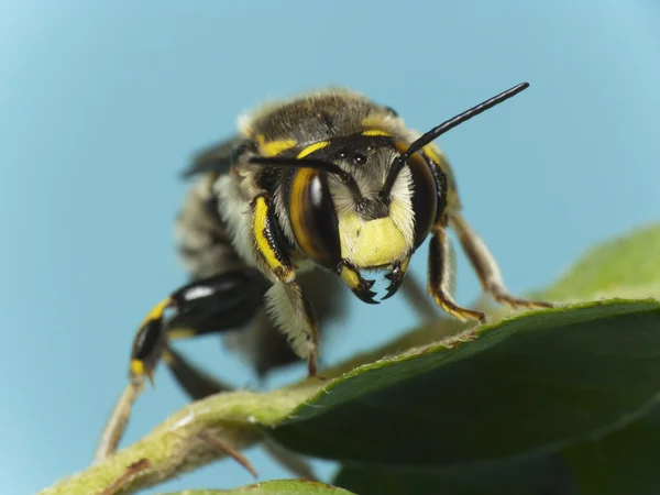 Pszczoła (Anthidium sp.) — Zdjęcie stockowe