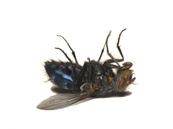 Död fluga isolerad på vit (Caliphora vomitoria) — Stockfoto