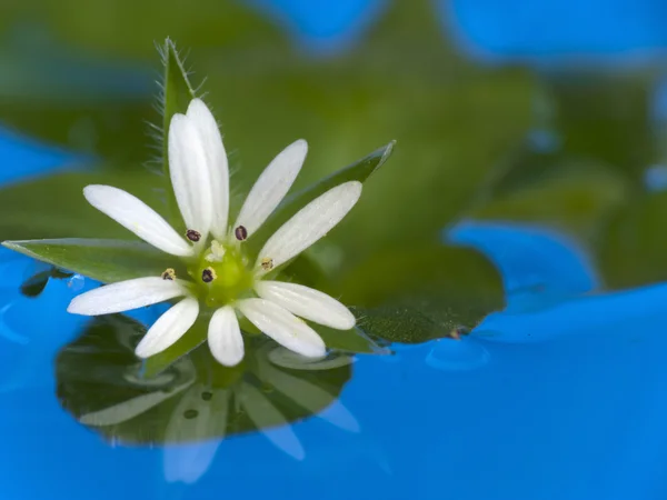 White flower in blue water — Stock Photo, Image