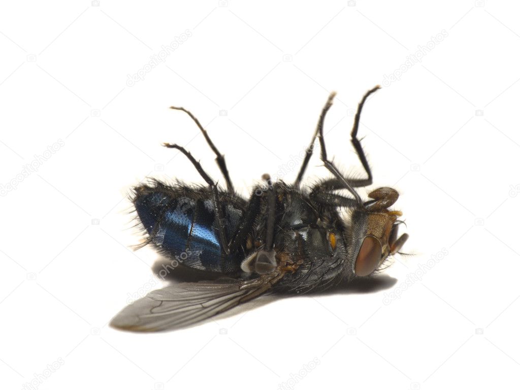 Dead fly isolated on white(Caliphora vomitoria)
