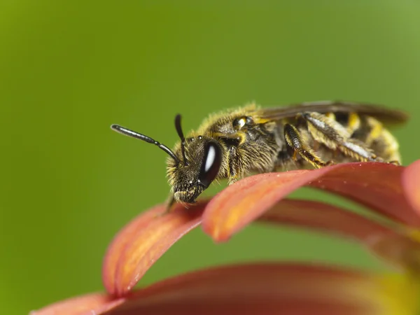 Pszczoła na kwiat (Lasioglossum sp.) — Zdjęcie stockowe