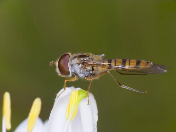 Hoverfly (Eupethcrollae corollae) ) — стоковое фото