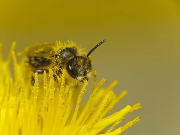 Pszczoła w pracy — Zdjęcie stockowe