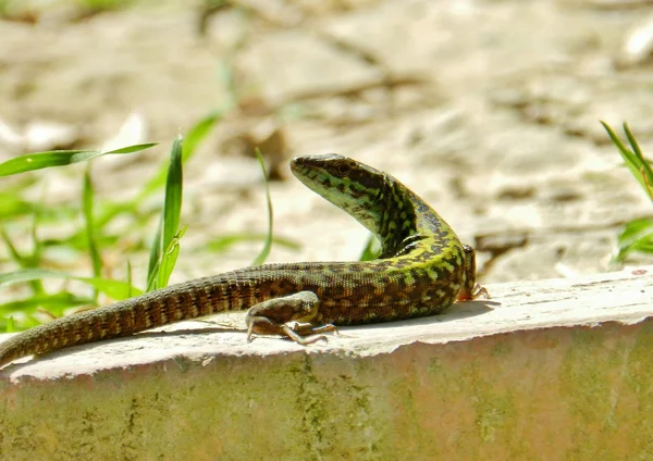 Stock image Eyes of a lizard