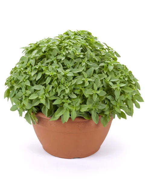 Pot de basilic (type à petites feuilles) ) — Photo