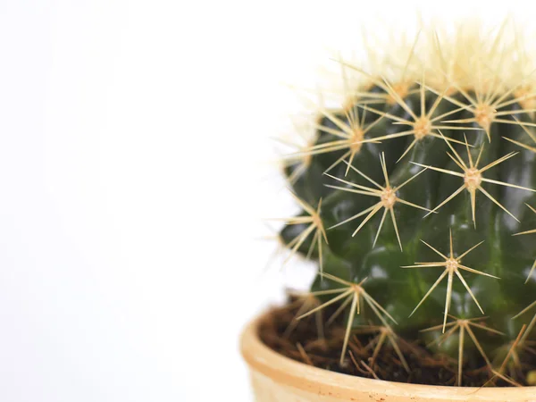 Stock image Cactus close up