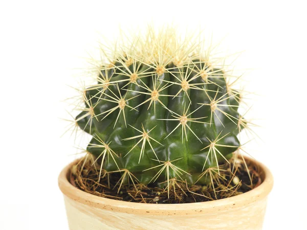 stock image Cactus in a pot