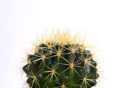 Echinocactus