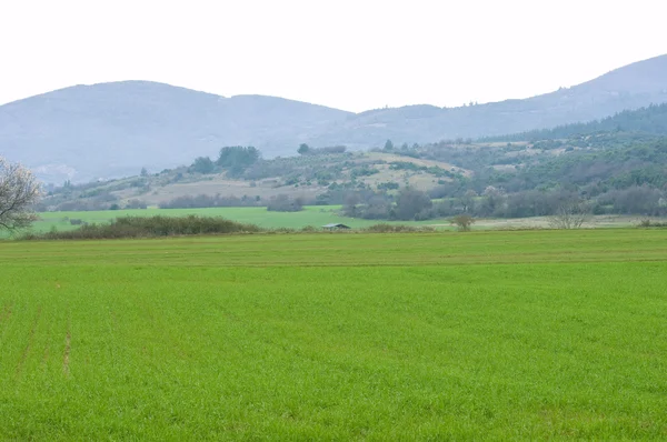 Stock image A field of wheat seedlings