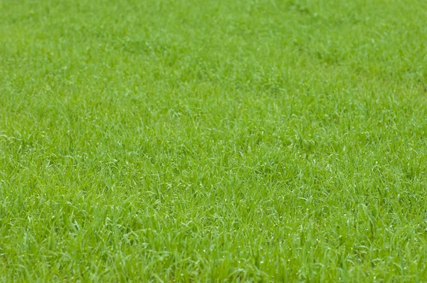 stock image Green field