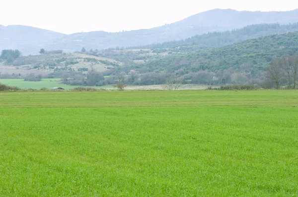 stock image Green field