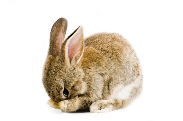 bruin bunnykahverengi tavşan
