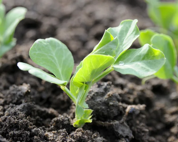 若い緑エンドウ豆の植物 — ストック写真