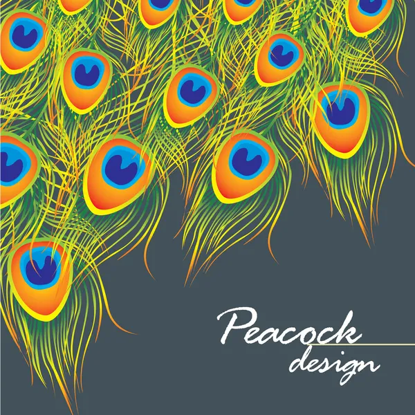 Peacork fond de plume — Image vectorielle