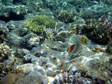 Crown butterflyfish and corals in the Red Sea, underwater landscape clipart