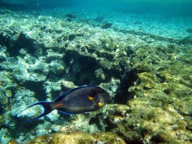 Sohal surgeonfish in the Red Sea clipart